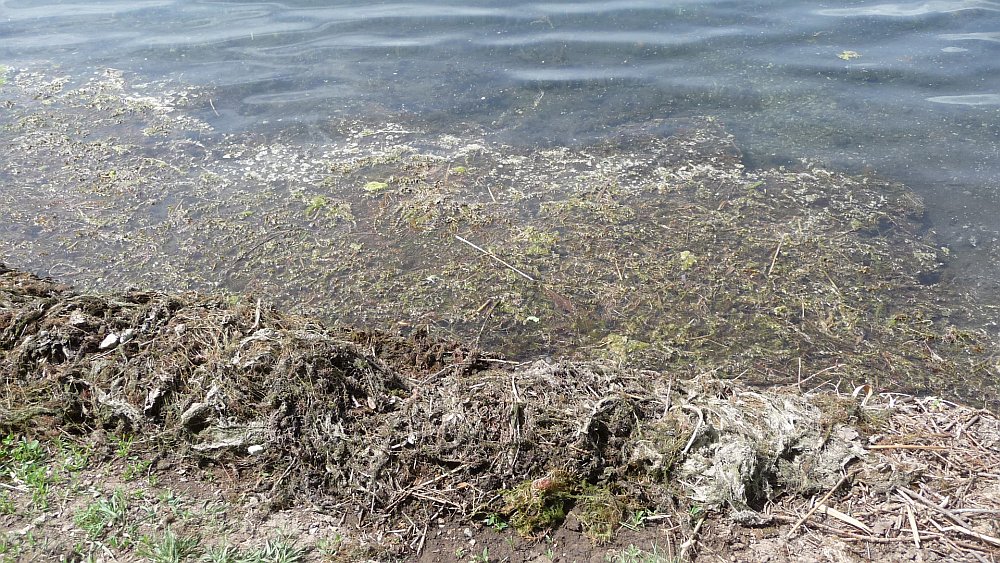 Ufer Seegras verfault