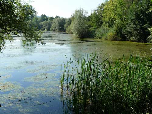 Ufer Algenflächen Hirschau